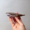 Ballena azul en mano